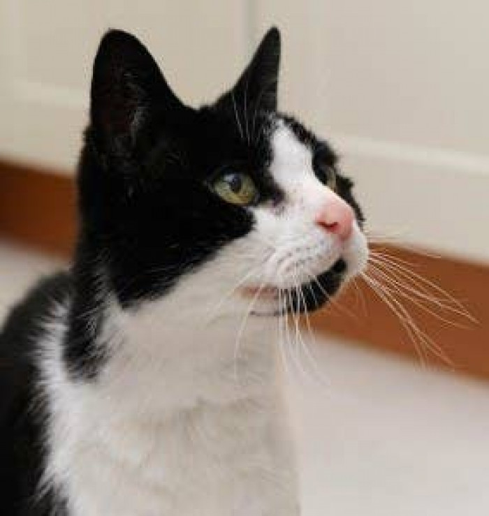 16. Tom sensed cancer in his owner.