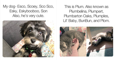 People Share Their Original Pet Names And We Are Filled With Laughter, Especially Since They Aren't Their Actual Names
