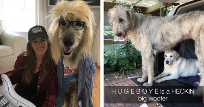 People are Sharing Photos of Their Big Irish Wolfhounds and Showing How Beautiful These Doggos Are