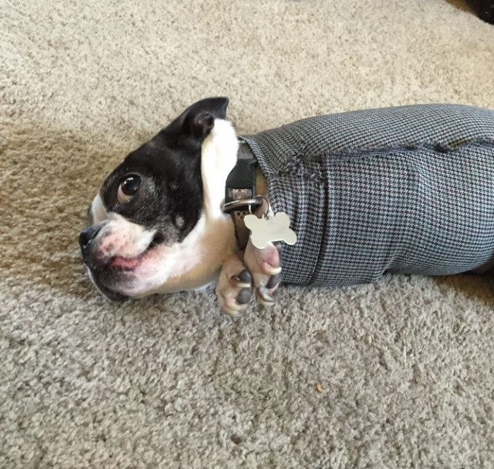 19. "The Coat Incident - My dog Molly got stuck in the arm of a coat. I couldn't stop laughing."