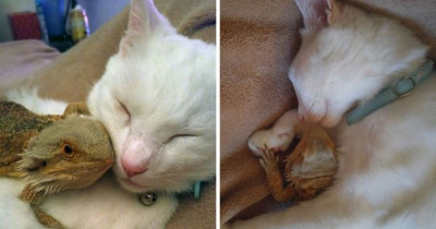 This Cat And Bearded Dragon Are Inseparable Best Friends