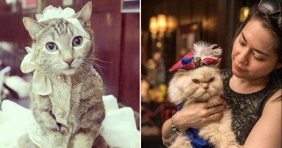 This 1920's-Themed Cat Show Is The Cutest Thing Ever