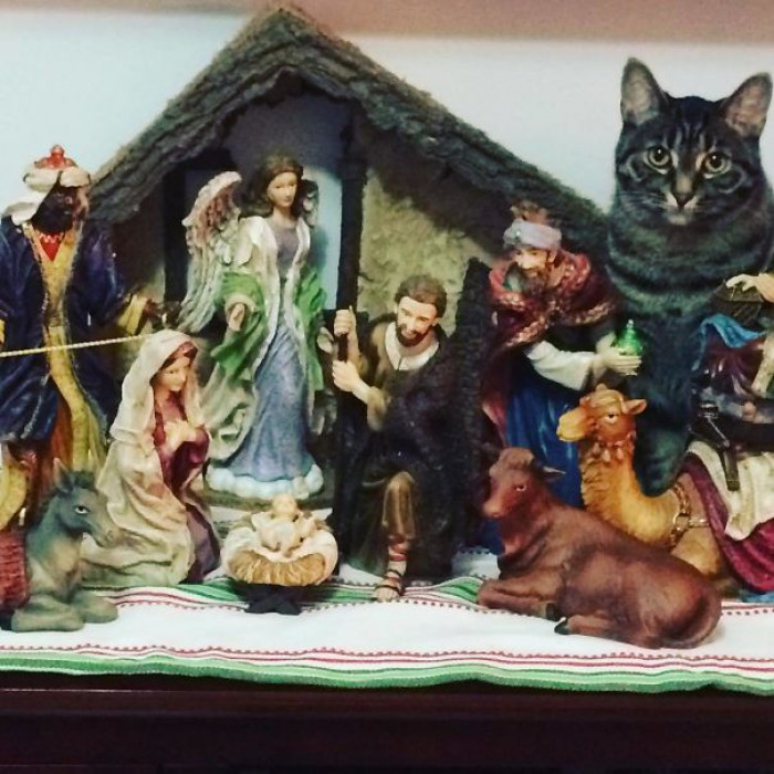 27. "Come They Told Him Meow Meow Meow. Zara Has Come To Pay Her Respects To The Newborn King"
