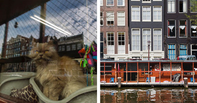 Floating Cat Shelter Is One of Amsterdam’s Greatest Lesser-Known Attractions