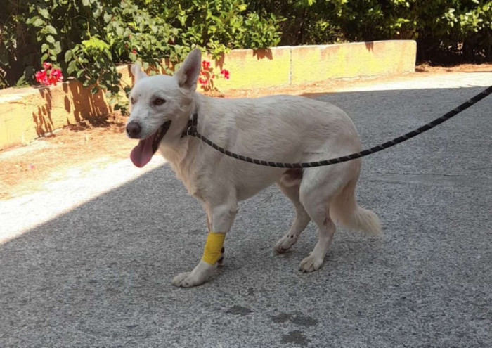 No one really figured out Paraflu's background or how he ended up in the middle of the highway on that fateful day.