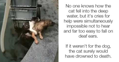 Heroic Dog Caught On Camera Jumping In Water To Save Drowning Cat