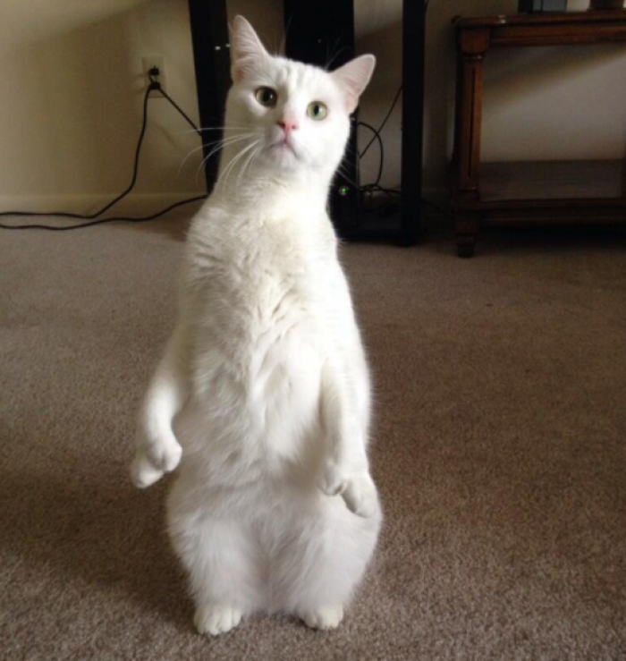 What a talented young fella!