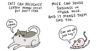 10+ Unusual But Extremely Sad Animal Facts You Probably Weren't Aware Of