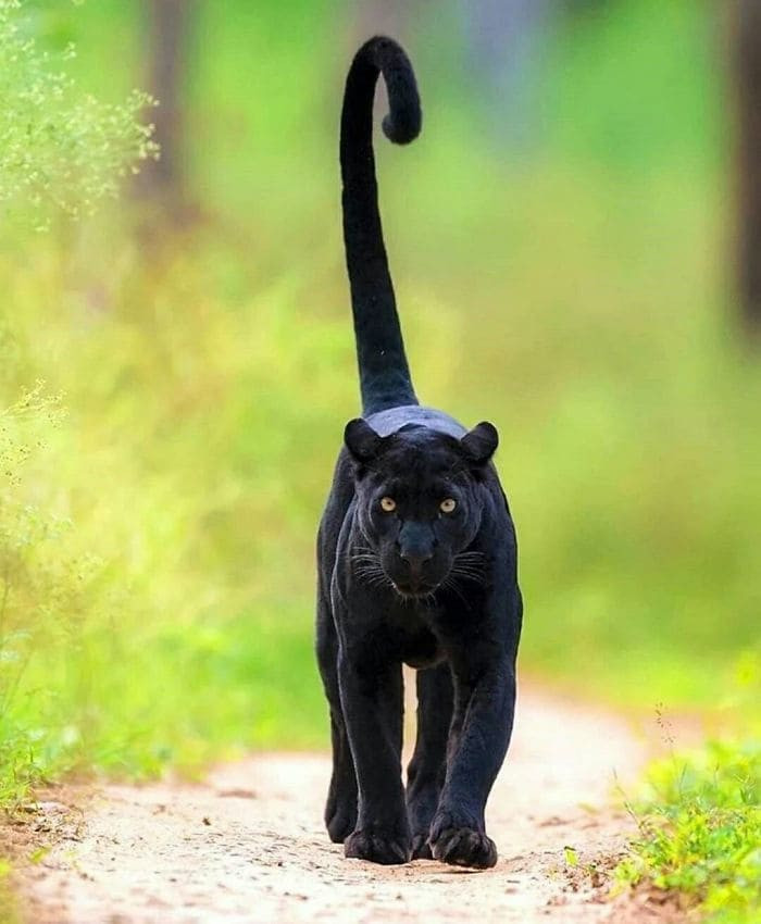 jelly cat black panther