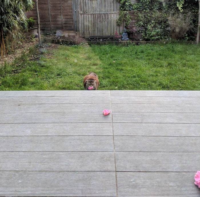 This is what happens to Rosie on a daily basis