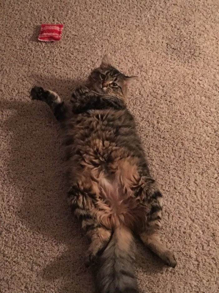 Maine Coon kitten falling asleep while holding the adorable pillow gift