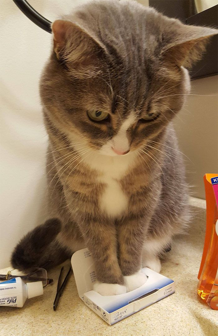 8. Kitty Makes Contact.