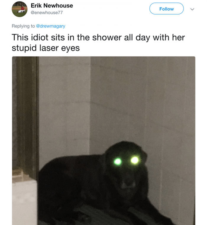 6. Can someone link me to where I can buy this upgrade for my dog? Thanks!