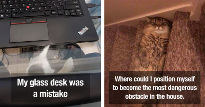 Stories About Pets That Will Make You Realize They Are Basically Evil Geniuses Manipulating Us All
