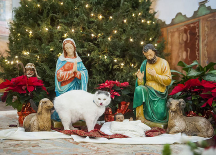 20. "Sula The Cat Walks Around The Statues In The Church"