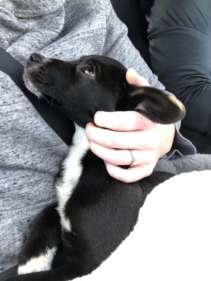 10. "The Way Our New Puppy Looked At Me The Whole Ride To Her New Home Melted My Heart"