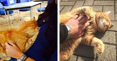 Ginger Cat Visits University Campus Every Day And Helps Stressed-Out Students With Cuddles