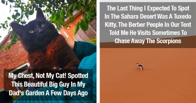 Cats Surprise People Everywhere, Inspiring The "Catspotting" Facebook Group