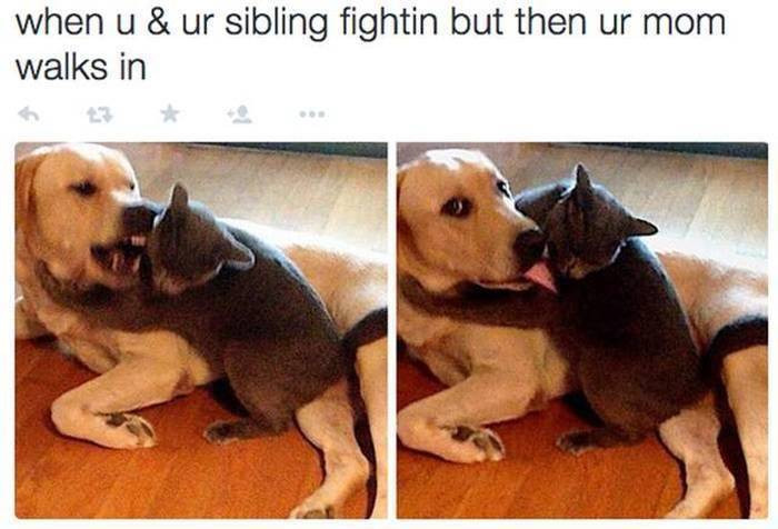 8. Not allowed to fight so you have to put it on hold.