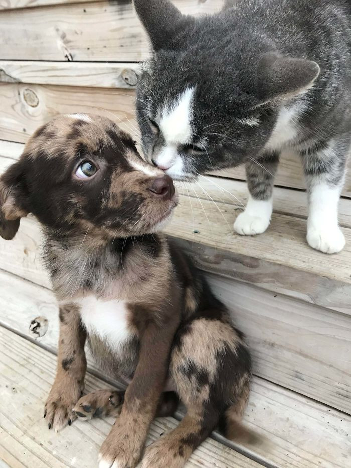 12. "My Rescue Cat Assuring My Recently Adopted Pup That She Will Be All Right And Is Now In A Home Full Of Love"