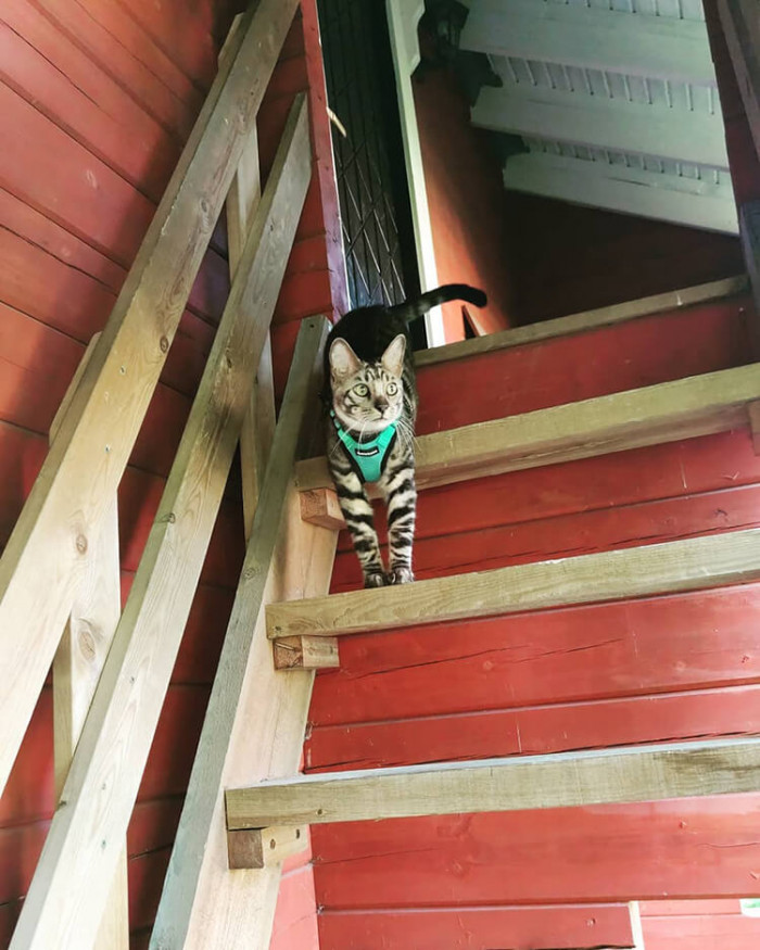 Meet Nipa, the smart cat!