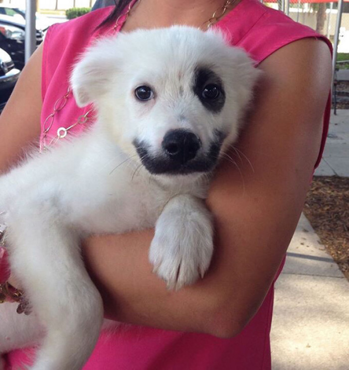 #13 Aww! This little sweetie's name is Joker! I can see why.