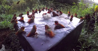 This Video Of 30 Hummingbirds Having A Little Pool Party Is The Most Adorable Thing You Will See Today