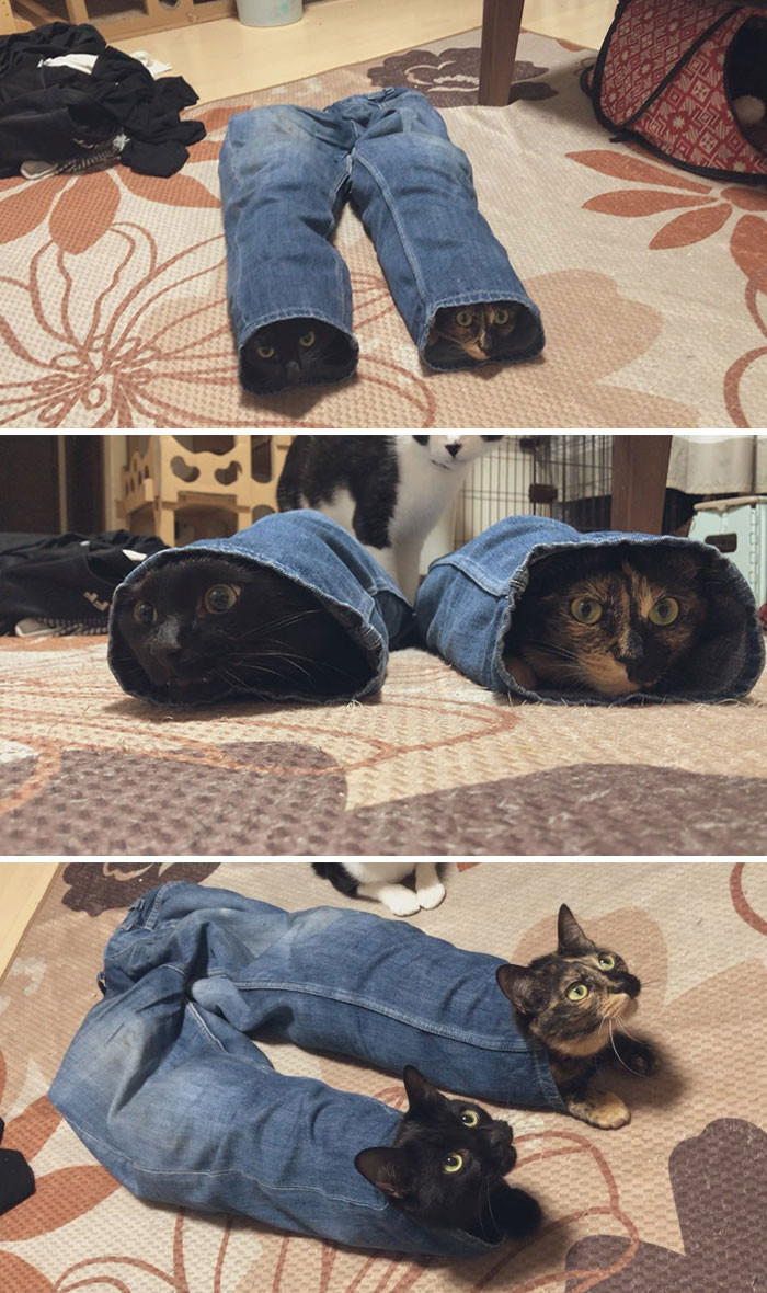 5. Cats and jeans