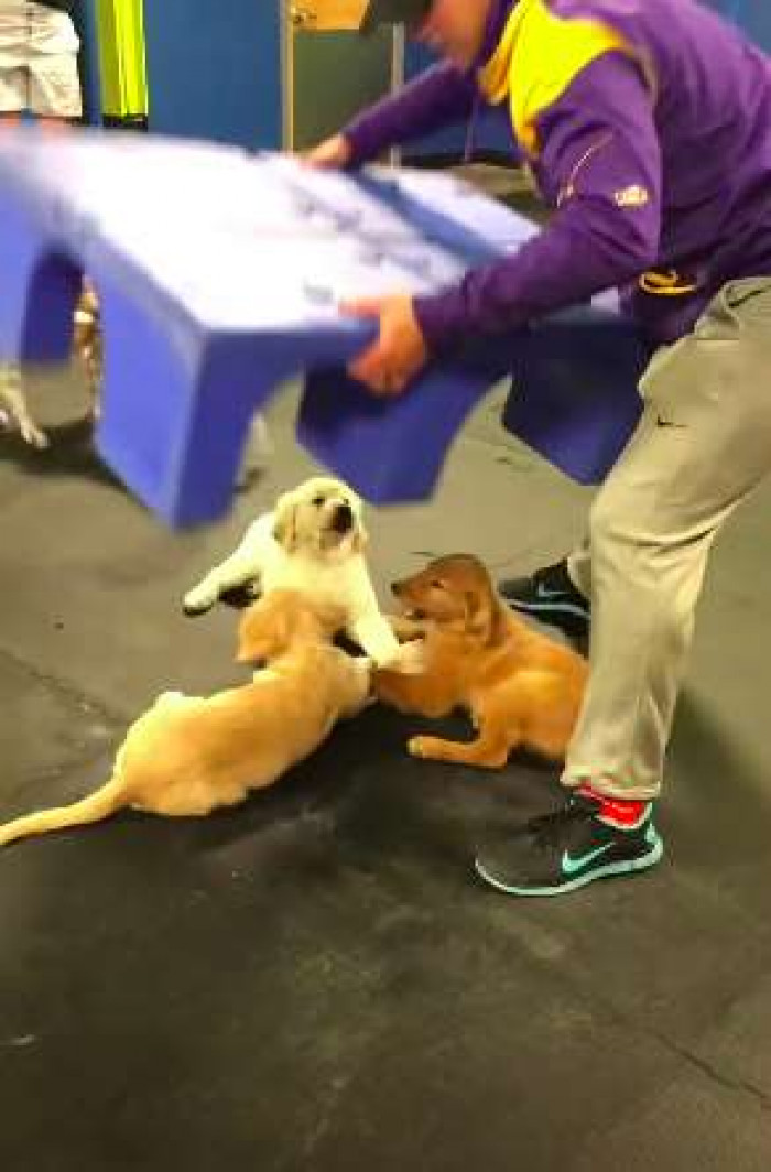 Golden retriever puppies in a group, cuddling and holding hands during playtime