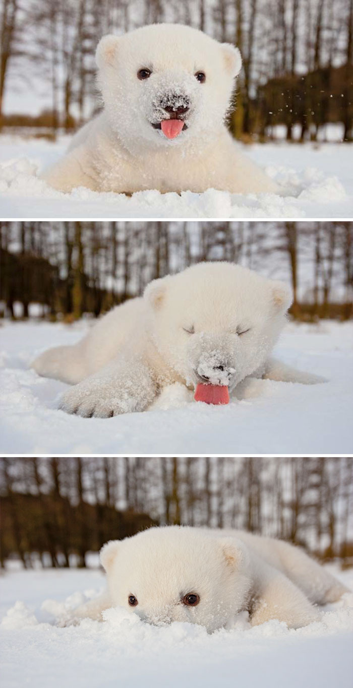 #18 Bebe Polar Bear gives me all the snowy feels. 