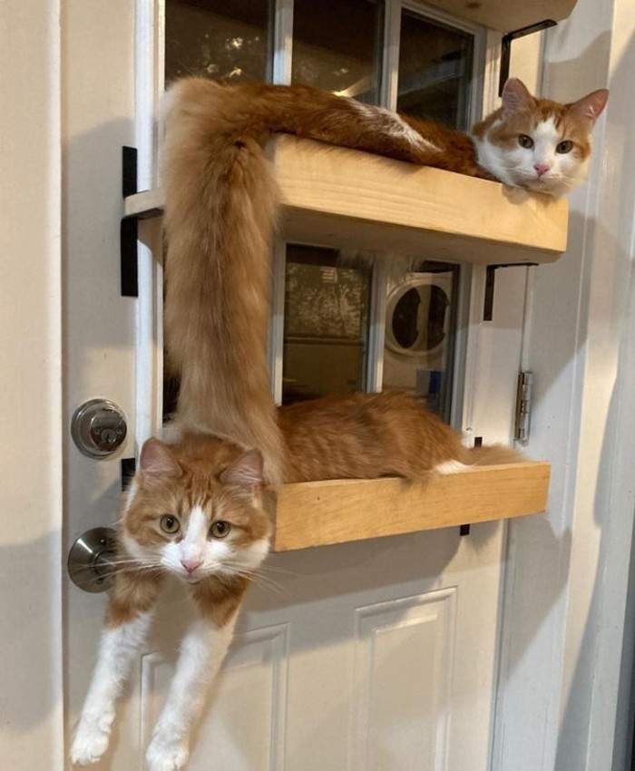 7. Optical illusion cats