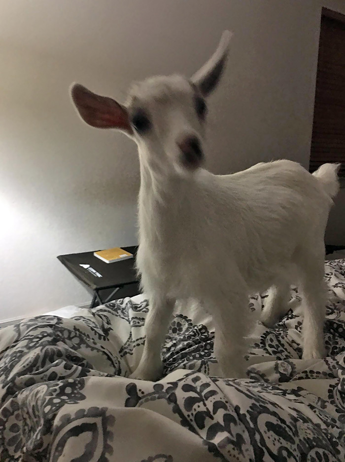 #22 My Husband Came Home While I Was Asleep And He Says, “Wake Up Or I’m Going To Grab The Goats And Bring Them In!”