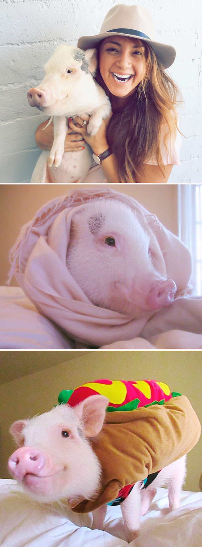 Meet Hamlet, The Piggy Who Saved My Life