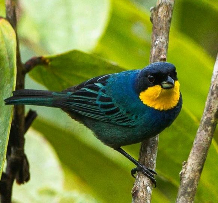 The male and female birds look alike