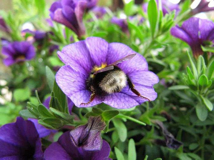 Bumblebee hovering near blossoms, focused on its striped abdomen and rear