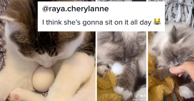 Cats Protect Eggs in This Adorable TikTok Challenge You Need to See with Your Own Eyes