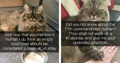 Twitter Account of British Cat Hilariously Shares Daily Musings from Cat's Purr-spective
