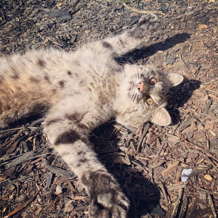 One fine day, Russo was carrying fresh produce for other animals when he passed by T'challa. All of a sudden, T'challa wanted what Russo was carrying.