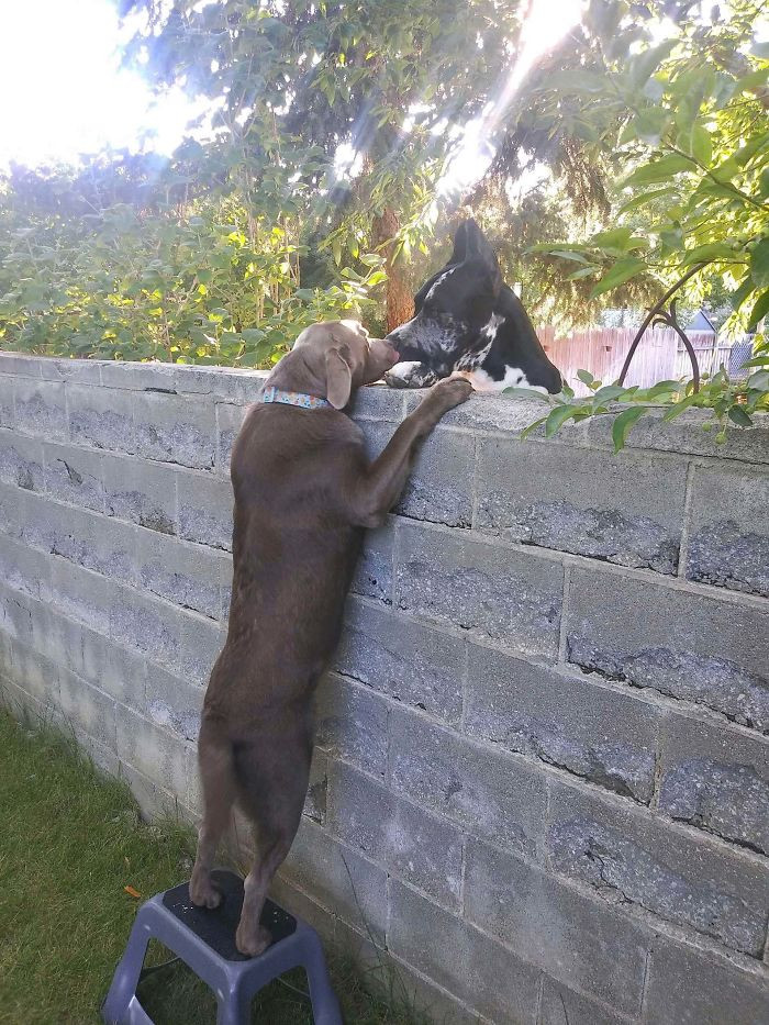 21. Our Neighbor Sent Me This Adorable Display Of Pure Joy Between Our Dogs. They Finally Got Him A Stool So He Could Greet His Big Friend Properly