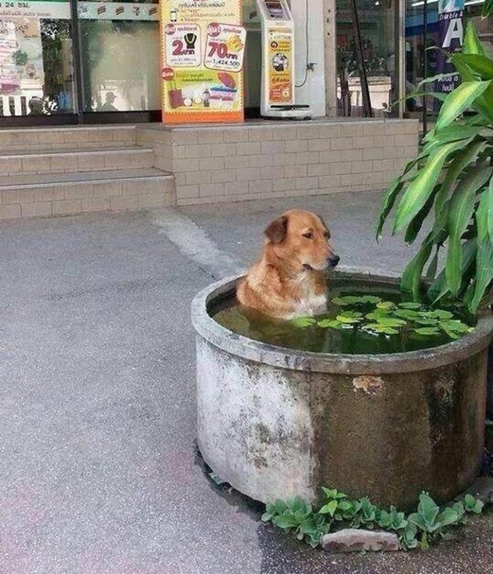 11. 'Human, it's unbelievably hot outside, but I'll manage.'