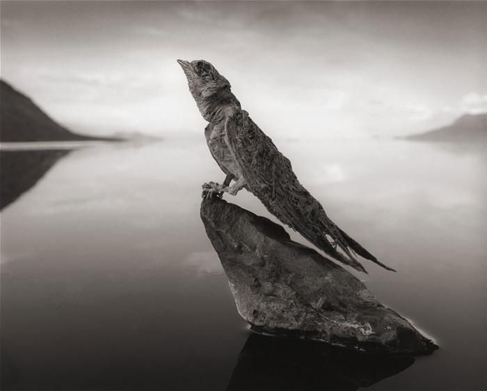 Wide landscape showing the lake’s stark salt flats, birds and reflections visible