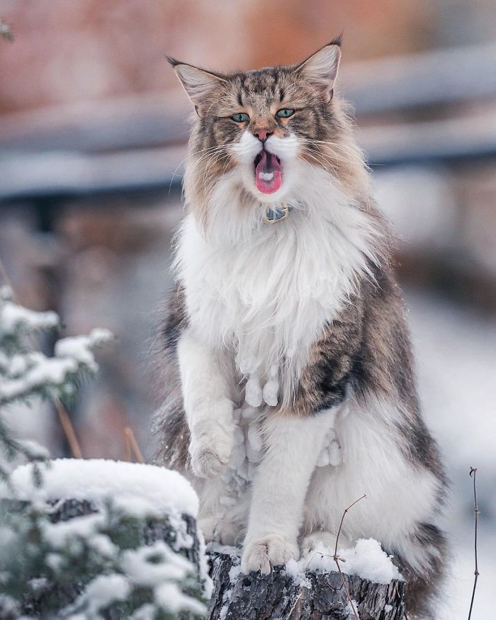 orange cat norway tabby