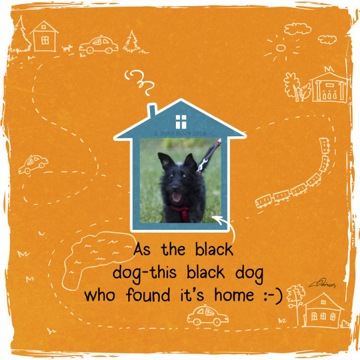 Global perspective on pet adoption, showing widespread positive impact and happiness