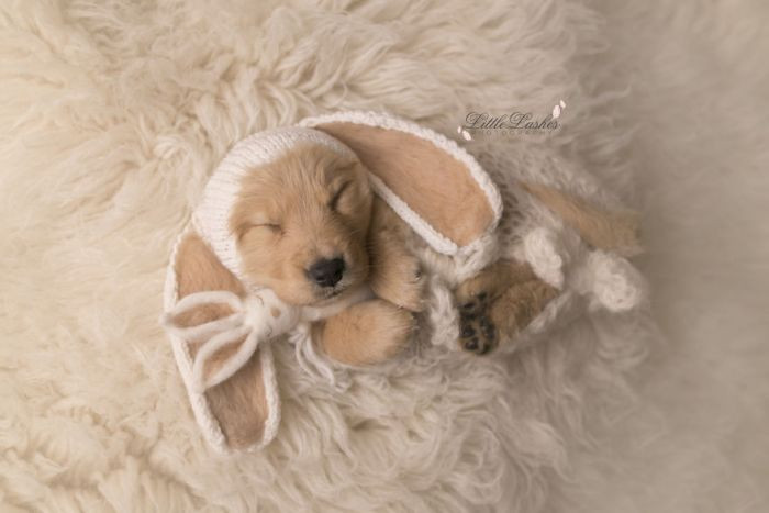 He's cosplaying as a bunny