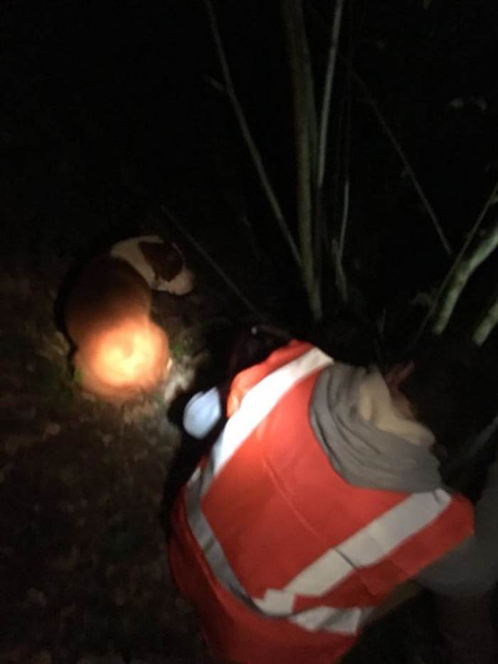 Pit bull dog standing close to the children during their search