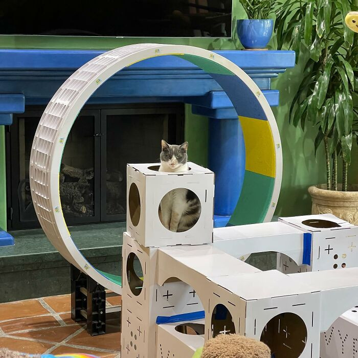 You guessed it, that's a hamster wheel—only this time, it's for the cats!