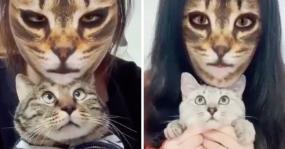 Funny Posts That Show How Cats React When They See Their Owners Use Cat Filters