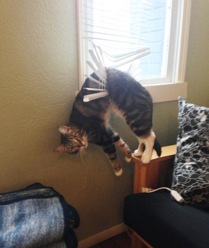 Cat tangled in hanging blinds, paws reaching as it realizes the mistake