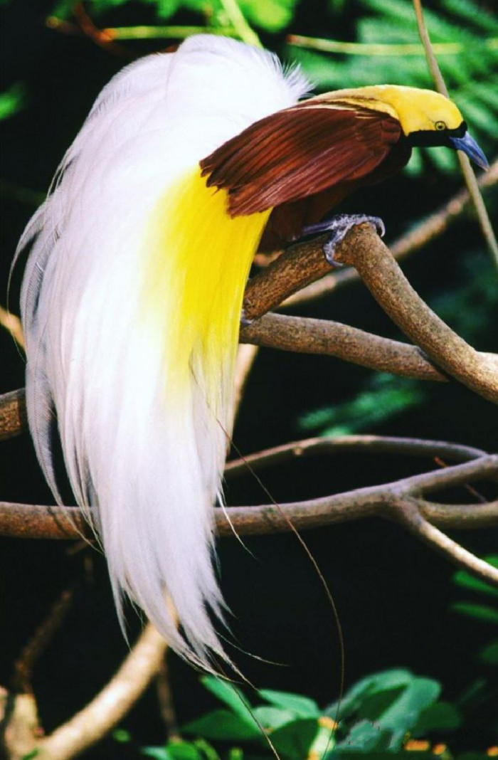 Meet The Lesser Bird Of Paradise - A Magnificent Species Covered In ...