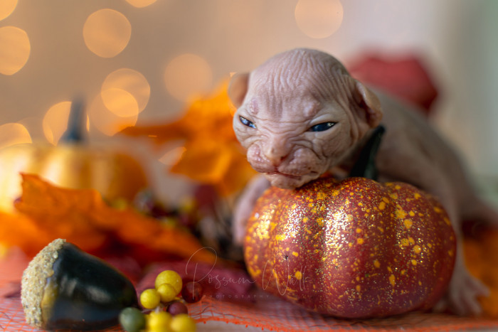 8. Now back to the precious Tamale...